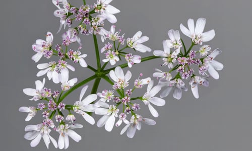 Koriander (Coriandrum sativum)