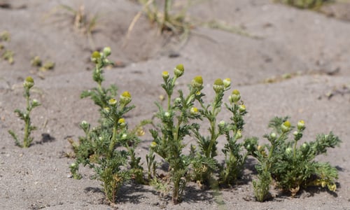 Schijfkamille (Matricaria discoidea)