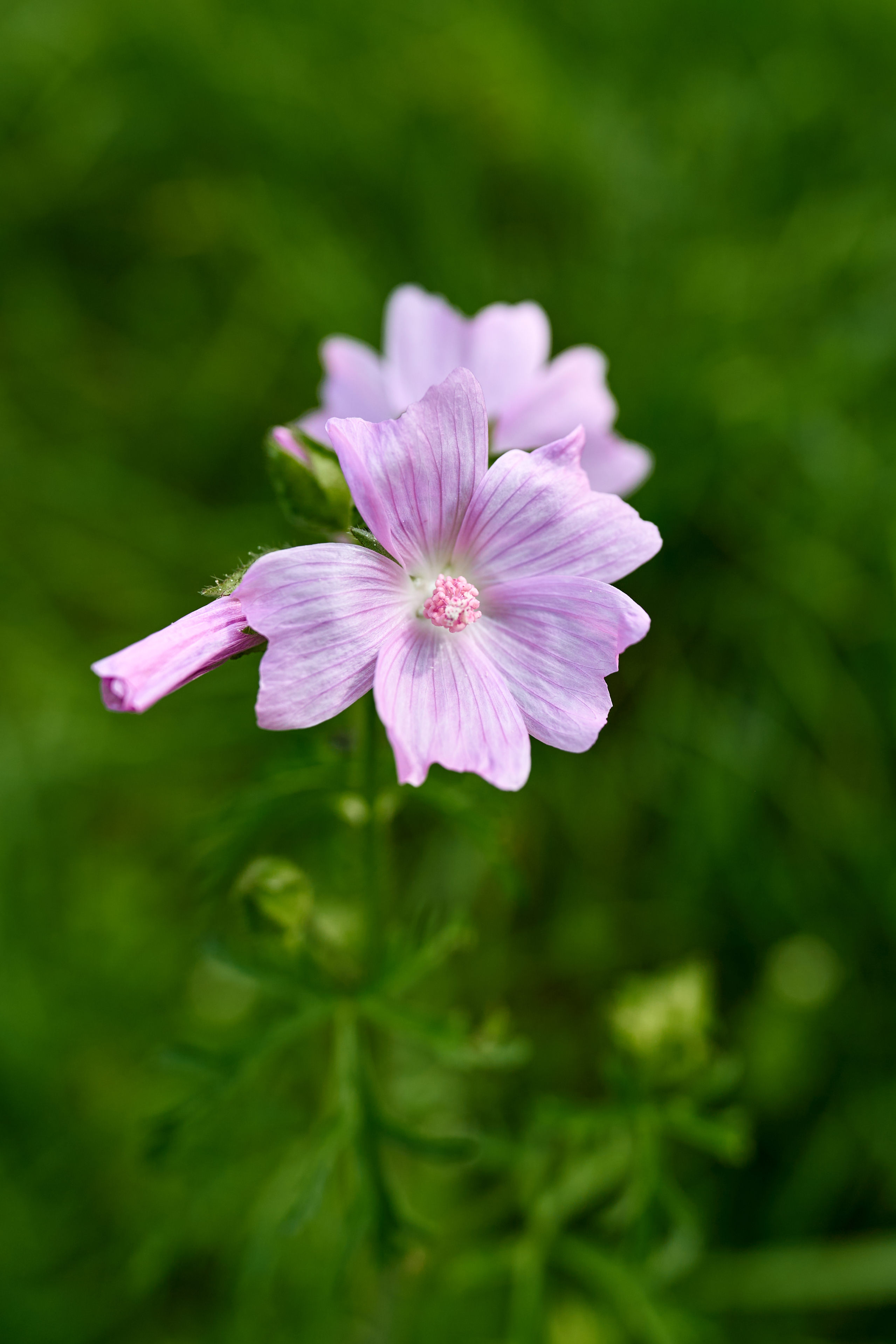 Vijfdelig kaasjeskruid (Malva alcea)