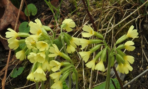 Slanke sleutelbloem (Primula elatior)