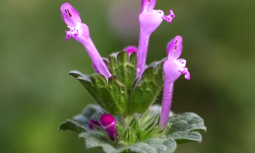 Hoenderbeet (Lamium amplexicaule)