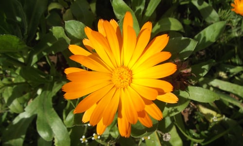 Tuingoudsbloem (Calendula officinalis)
