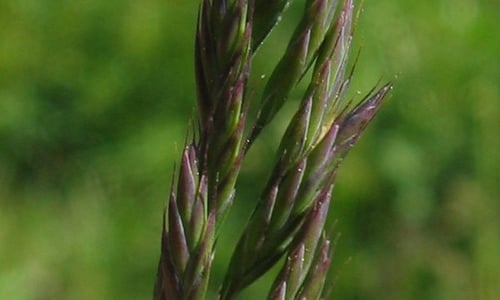 Rood zwenkgras (Festuca rubra)