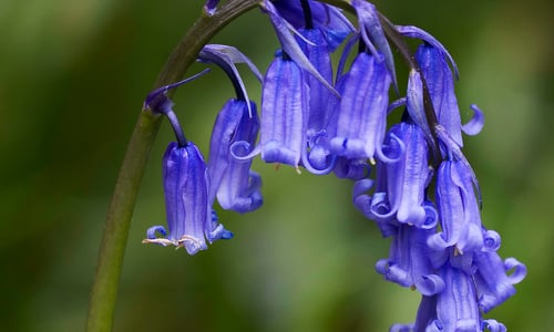 Wilde hyacinth (Hyacinthoides non-scripta)