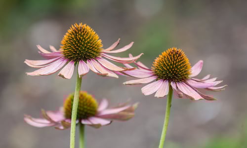 Zonnehoed (Echinacea purpurea)