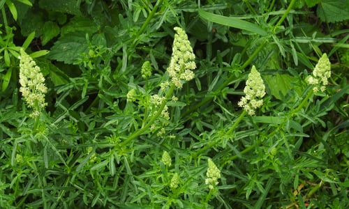 Wilde reseda (Reseda lutea)