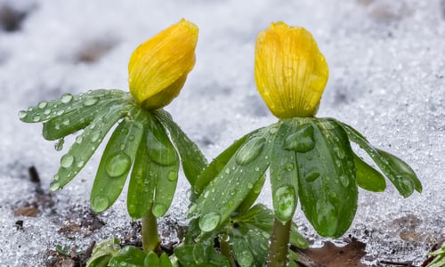 Winterakoniet (Eranthis hyemalis)