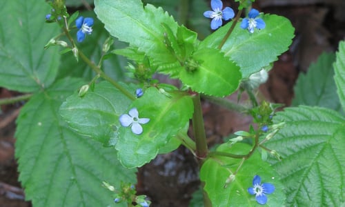 Beekpunge (Veronica beccabunga)