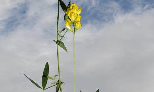Veldlathyrus (Lathyrus pratensis)