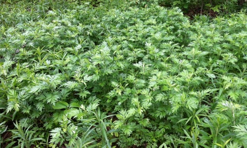 Bijvoet (Artemisia vulgaris)