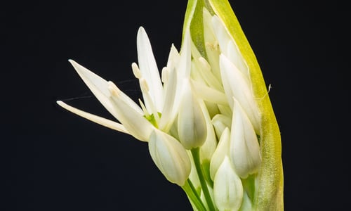 Daslook (Allium ursinum)