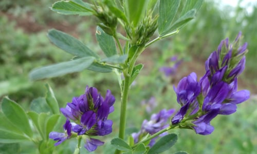 Luzerne/Alfalfa (Medicago sativa)