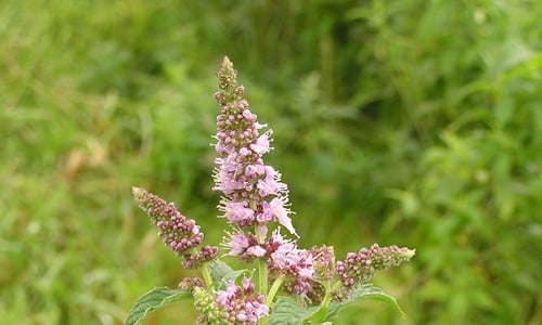 Hertsmunt (Mentha longifolia)