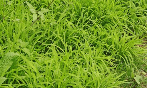 Boskortsteel (Brachypodium sylvaticum)