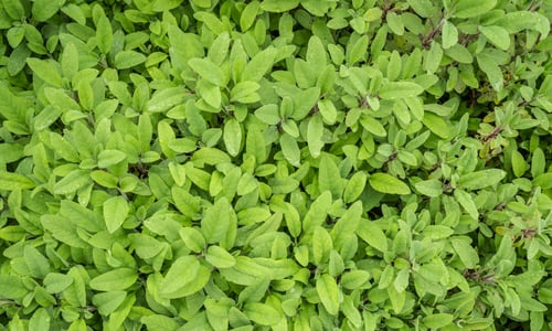 Echte salie (Salvia officinalis)