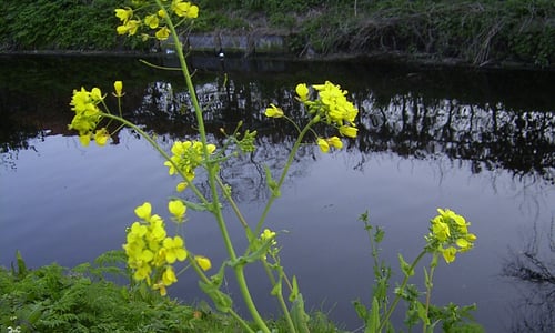 Raapzaad (Brassica rapa)