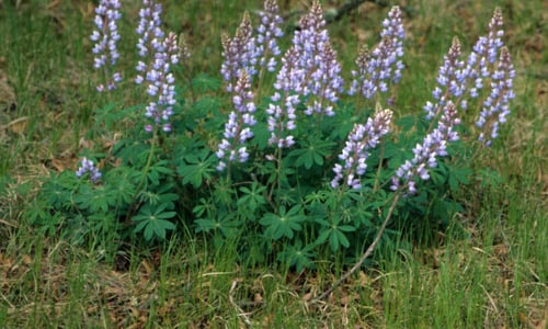Wilde lupine (Lupinus perennis)