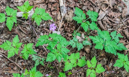 Robertskruid (Geranium robertianum)