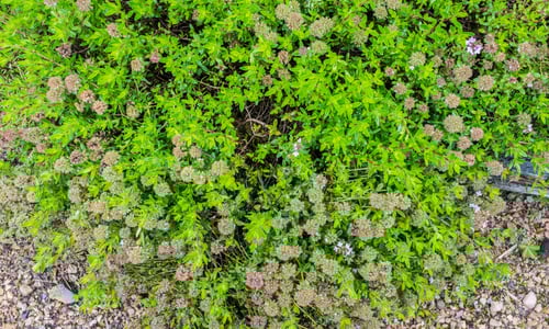 Kleine tijm (Thymus serpyllum)