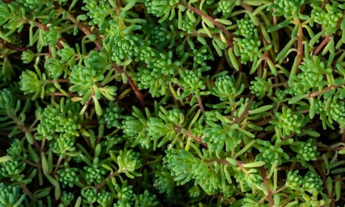 Tripmadam (Sedum rupestre)