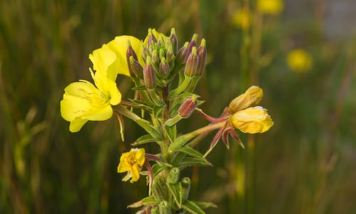 Middelste teunisbloem (Oenothera biennis)