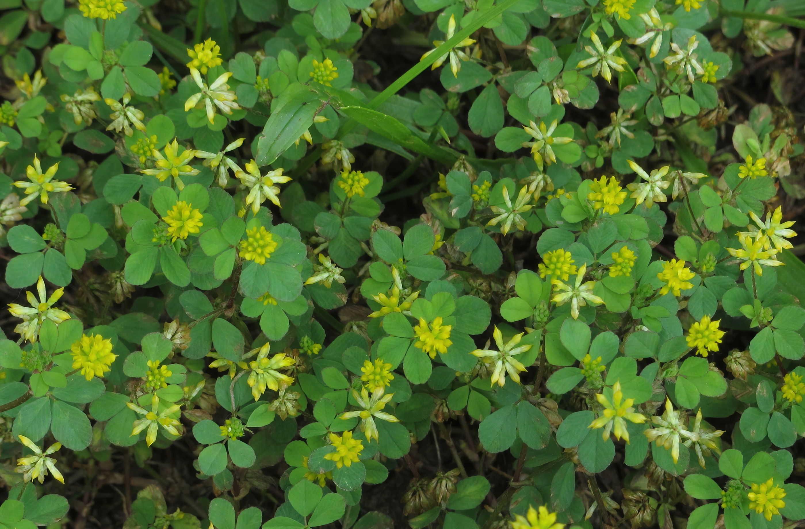 Kleine klaver (Trifolium dubium)