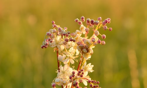 Knolspirea (Filipendula vulgaris)