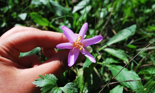 Herfsttijloos (Colchium autumnale)