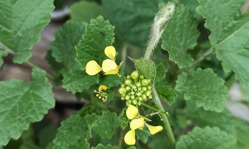 Herik (Sinapis arvensis)
