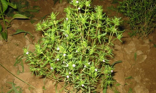 Bonenkruid (Satureja hortensis)