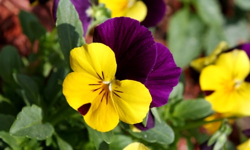 Driekleurig viooltje (Viola tricolor ssp. tricolor)
