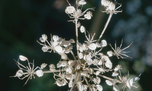 Kleine bevernel (Pimpinella saxifraga)