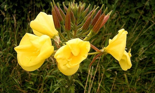 Grote teunisbloem (Oenothera glazioviana)