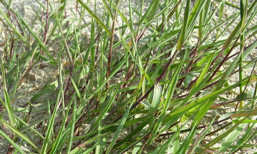 Fioringras (Agrostis stolonifera)