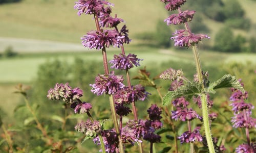 Kranssalie (Salvia verticillata)