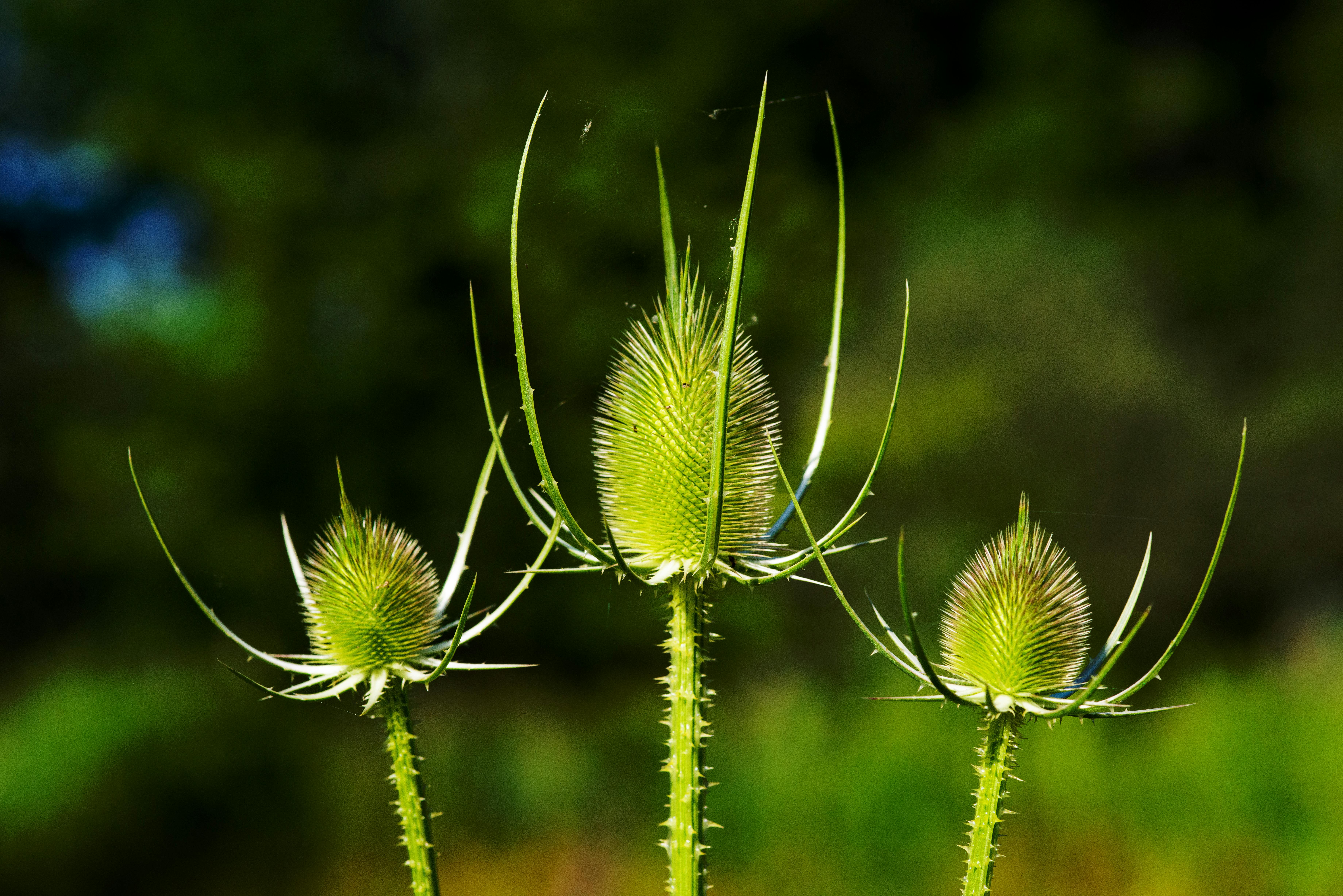 Grote kaardenbol BIO (Dipsacus fullonum)