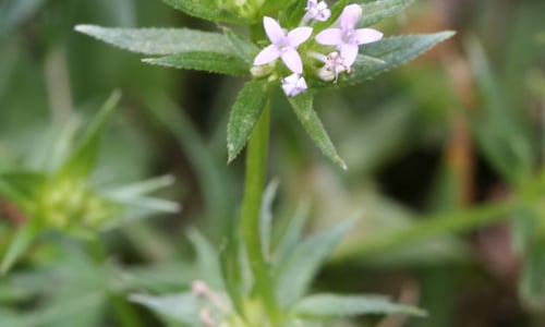 Blauw walstro (Sherardia arvensis)