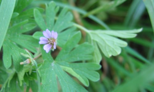Kleine ooievaarsbek (Geranium pusillum)