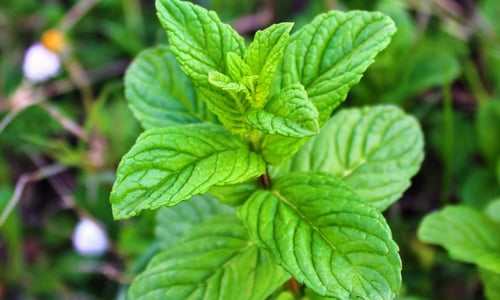 Pepermunt (Mentha piperita)