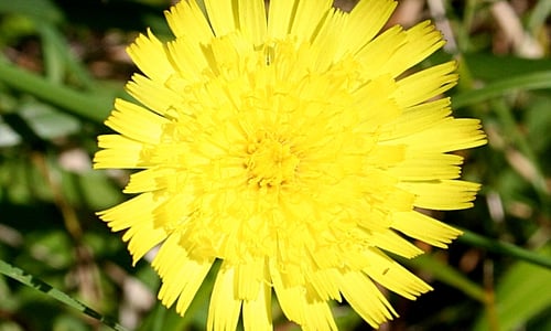 Muizenoor (Pilosella officinarum)