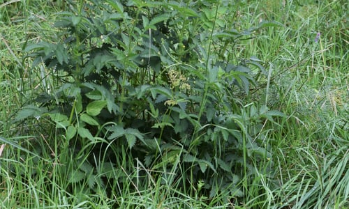 Welriekende agrimonie (Agrimonia procera)