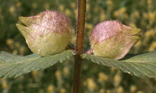 Harige ratelaar (Rhinanthus alectorolophus)