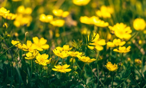 Scherpe boterbloem BIO (Ranunculus acris)