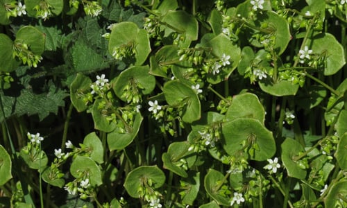 Winterpostelein (Claytonia perfoliata)