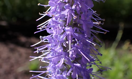 Lange ereprijs (Veronica longifolia)
