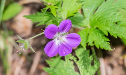 Bosooievaarsbek (Geranium sylvaticum)