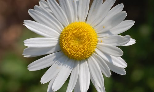 Gewone margriet (Leucanthemum vulgare)