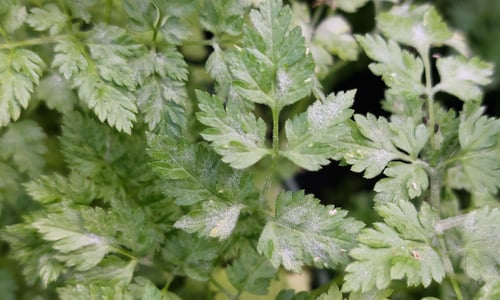 Kervel (Anthriscus cerefolium)