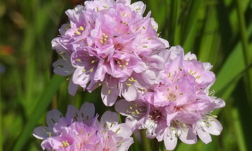 Engels gras (Armeria maritima)