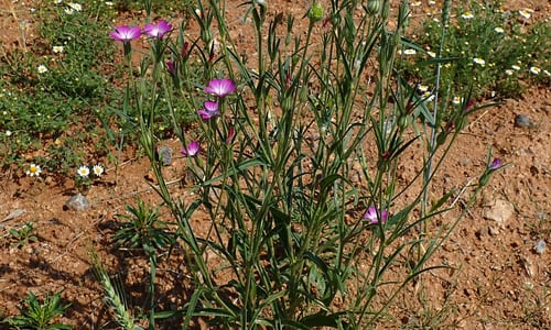 Bolderik (Agrostemma githago)